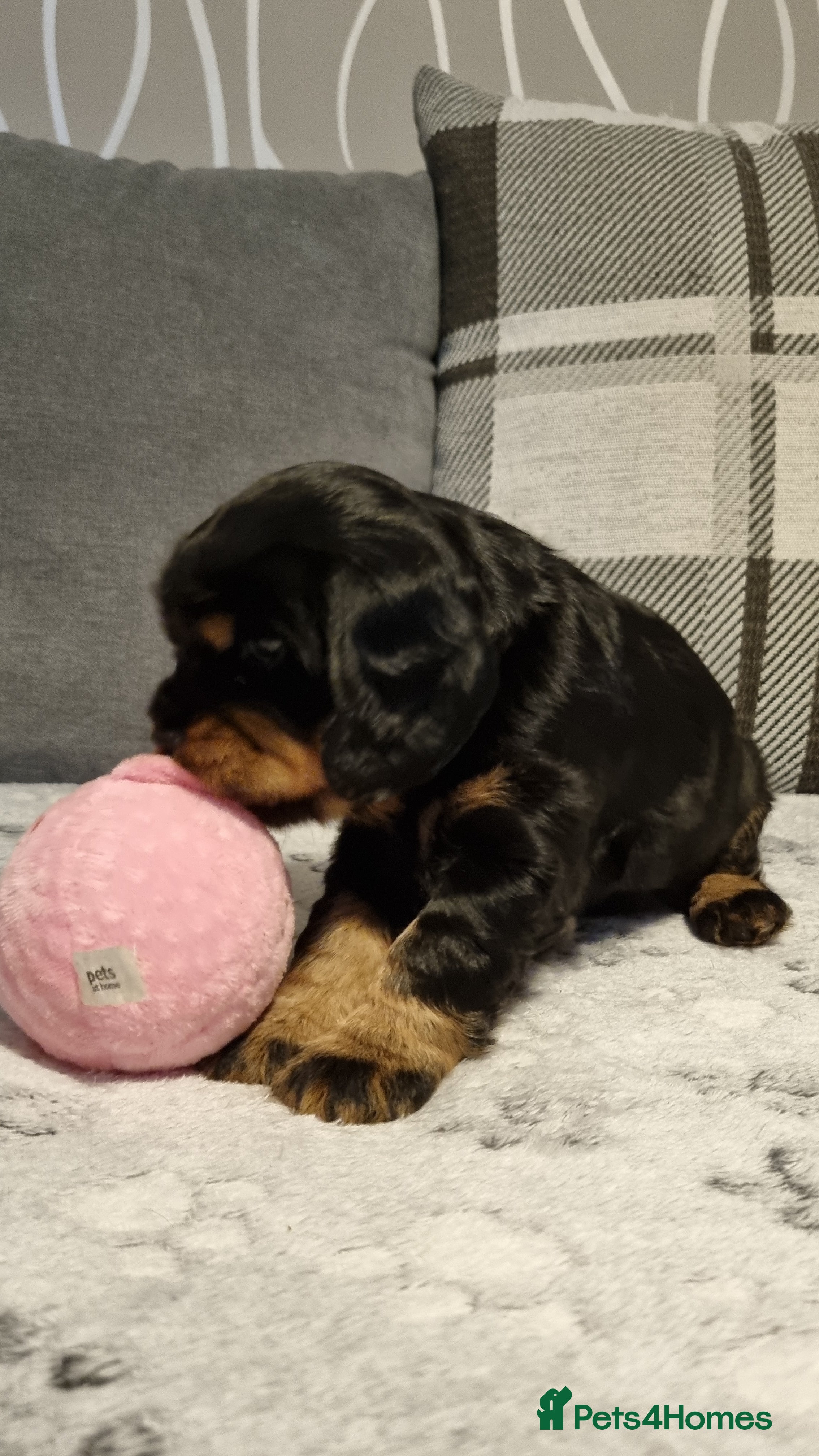 Cocker Spaniel dogs for sale: 🐾 Beautiful Show Type Cocker Spaniel Puppies - Advert 29