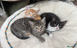 Domestic Shorthair cats for sale: Adorable Kittens  - Image 4