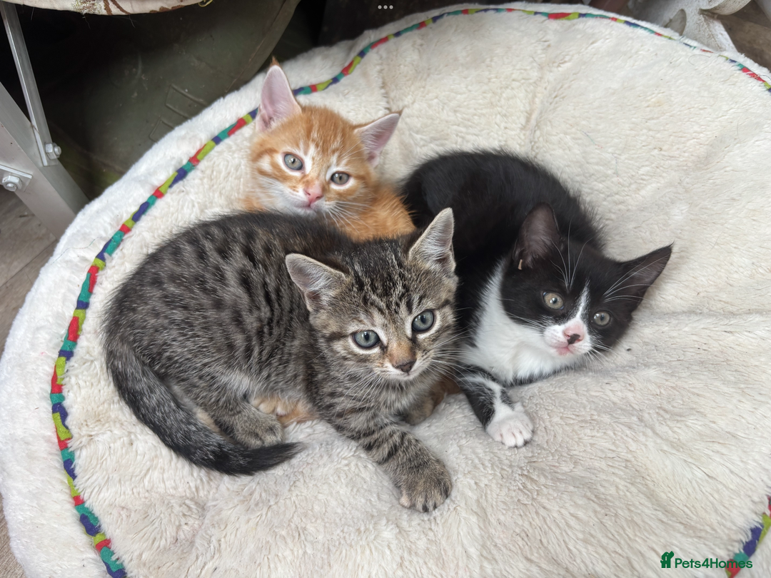Domestic Shorthair cats for sale: Adorable Kittens  - Image 4