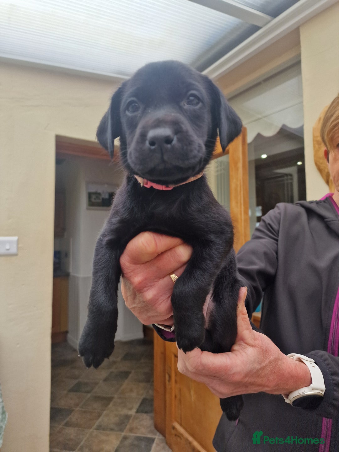 Labrador Retriever dogs for sale: **PEDIGREE, KC REGISTERED AND HIP SCORED** - Image 31