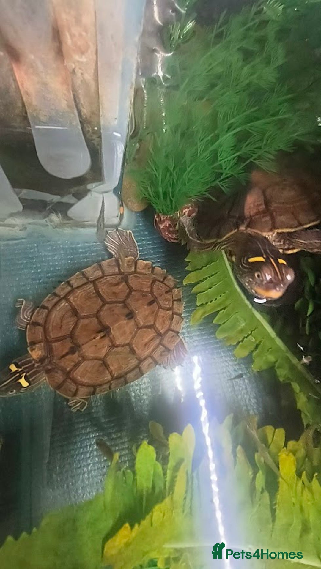 Terrapin reptiles for sale: Pair Mississippi Map Turtle  - Image 12