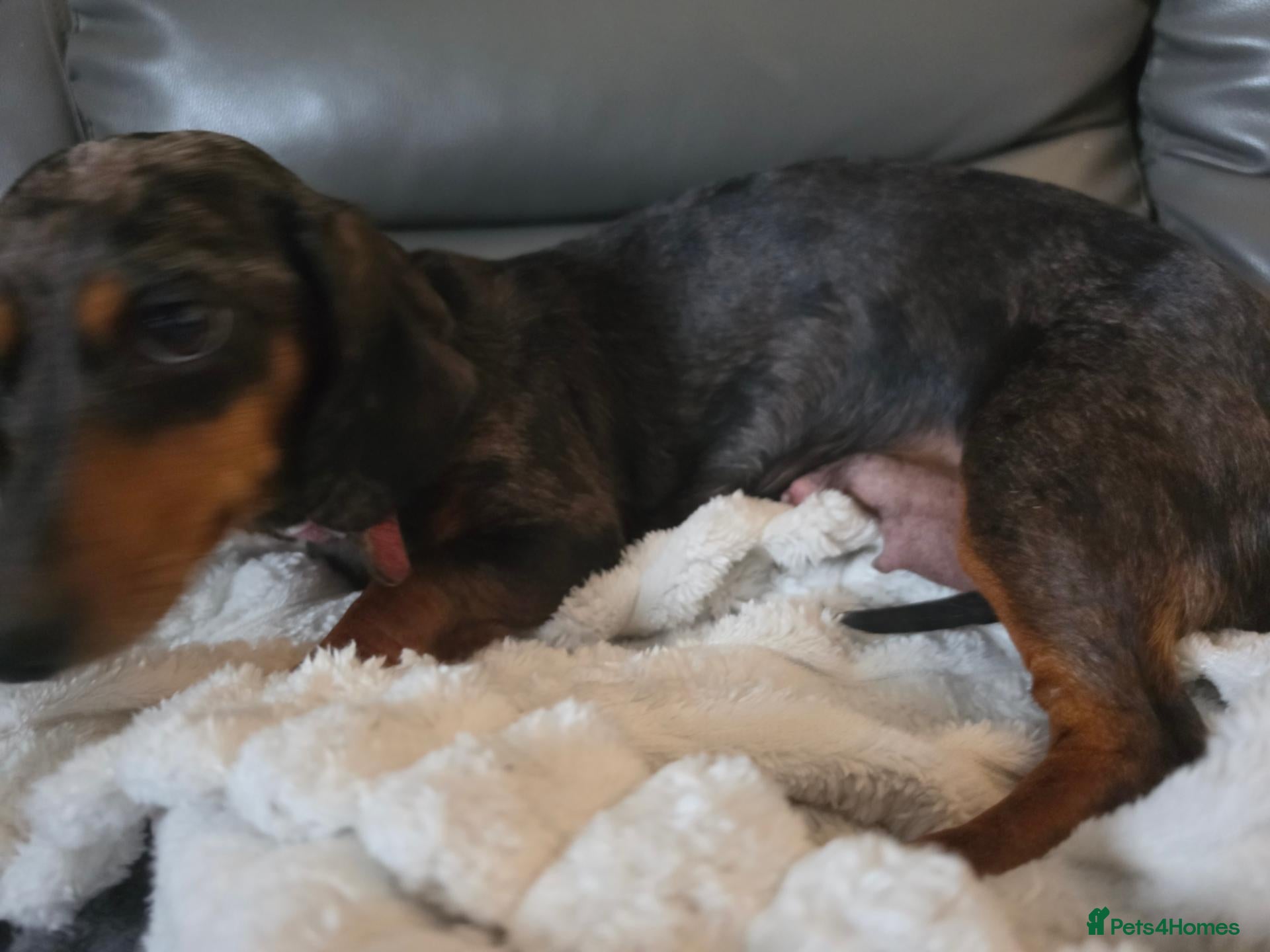 Dachshund dogs Dachshund - Advert 2