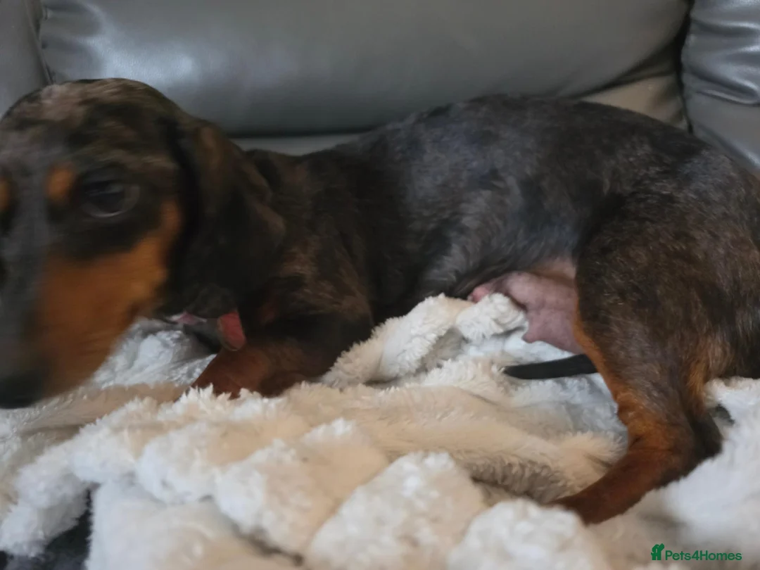 Dachshund dogs for sale: Dachshund - Advert 1