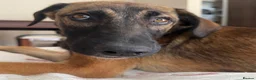 Mixed Breed dogs for sale: Adopt Hector 7 month old in foster in Hampshire - Advert 5