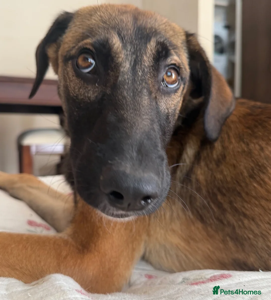 Mixed Breed dogs for sale: Adopt Hector 7 month old in foster in Hampshire - Advert 5