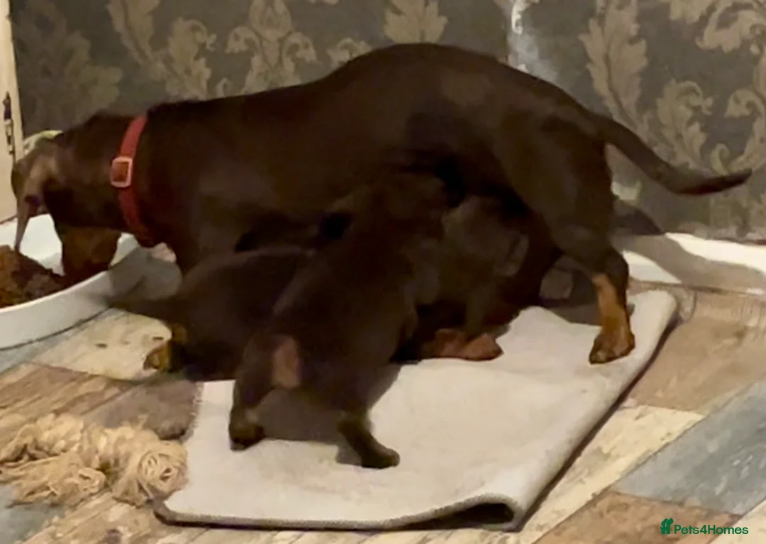 Dachshund dogs for sale: Mini daschund pups  - Advert 2