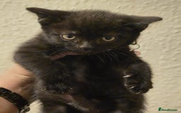 British Shorthair cats for sale: Adorable British kittens. Ready for new home. - Image 16