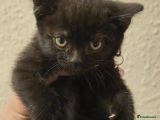 British Shorthair cats - Advert 18