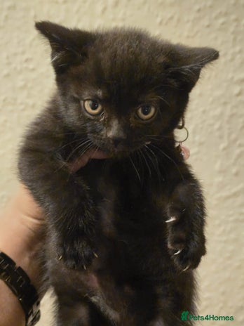 British Shorthair cats Last 2 female kittens left!... Price Reduced! - Advert 9