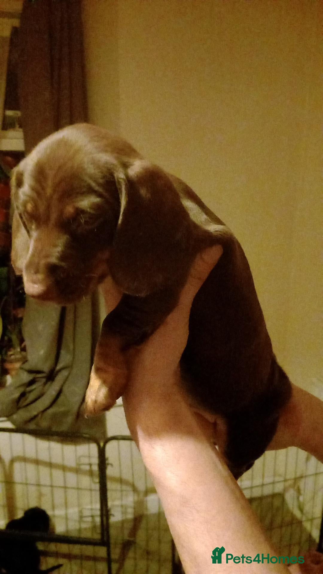 Dachshund dogs for sale: Dachshund puppies - Advert 6