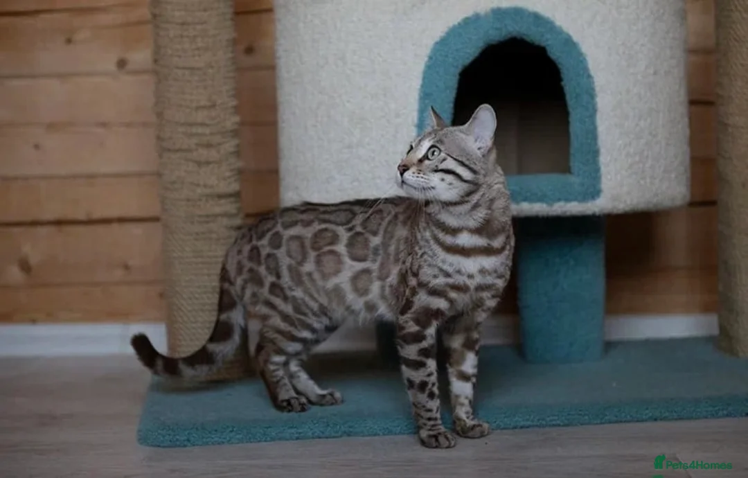 Bengal cats for sale: 🩶 ACTIVE ITALIAN IMPORT MALE 🩶 - Advert 7