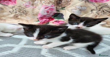 Mixed Breed cats - Advert 4