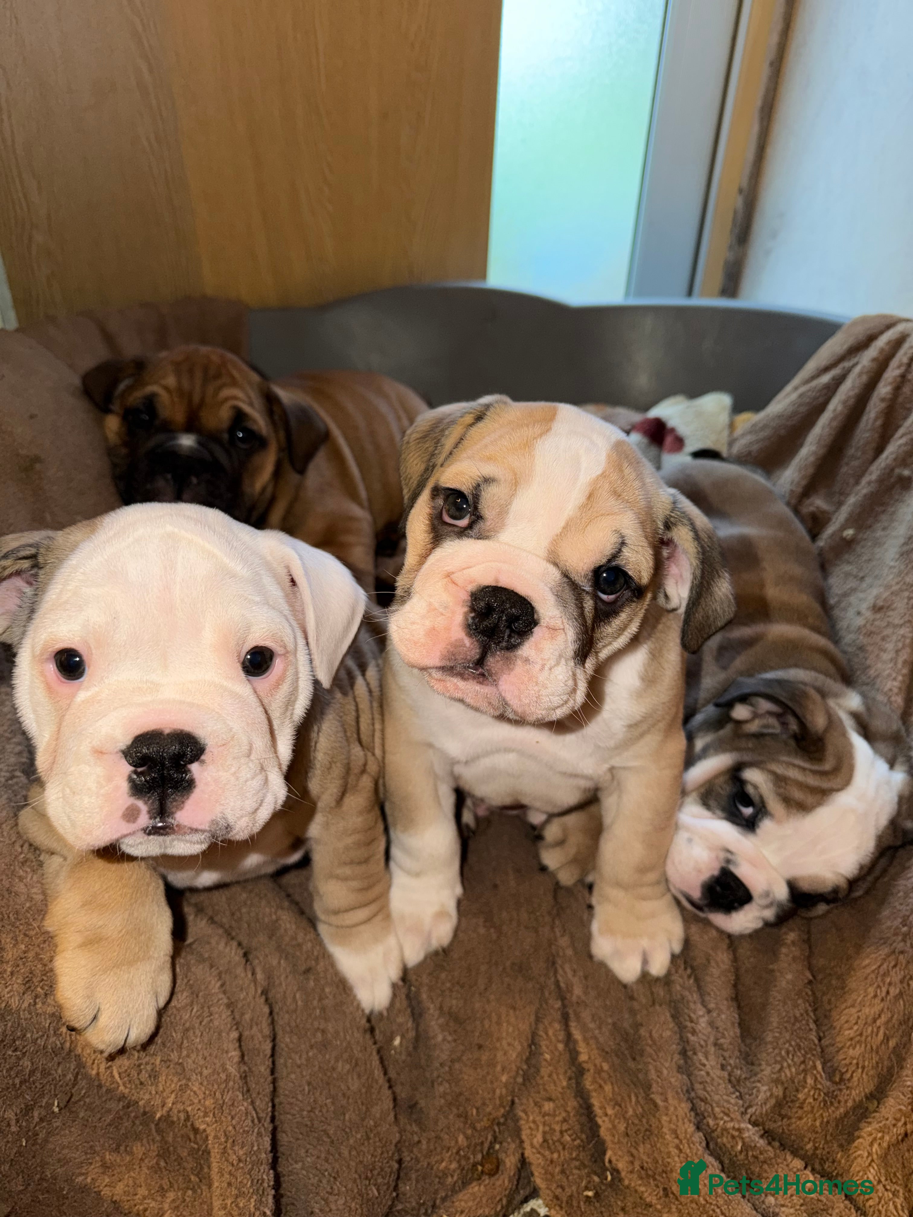 English Bulldog dogs English Bulldog Puppies Rare Coloured  - Advert 6