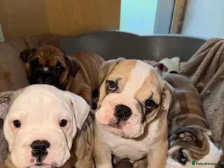 English Bulldog dogs English Bulldog Puppies Rare Coloured - Advert 6