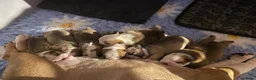 English Bulldog dogs for sale: Health Tested English Bulldog Litter in Banbury - Advert 5