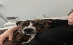 Staffordshire Bull Terrier dogs for sale: Rolo  - Image 3