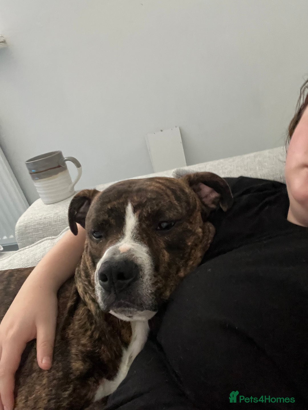 Staffordshire Bull Terrier dogs for sale: Rolo  - Image 3