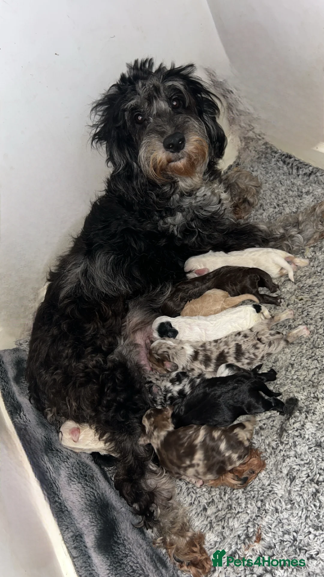 Cockapoo dogs for sale: Beautiful F2 Cockapoo puppies 🏡🐶  - Advert 8