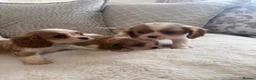 Cavalier King Charles Spaniel dogs for sale: Cavalier King Charles pups - Advert 24