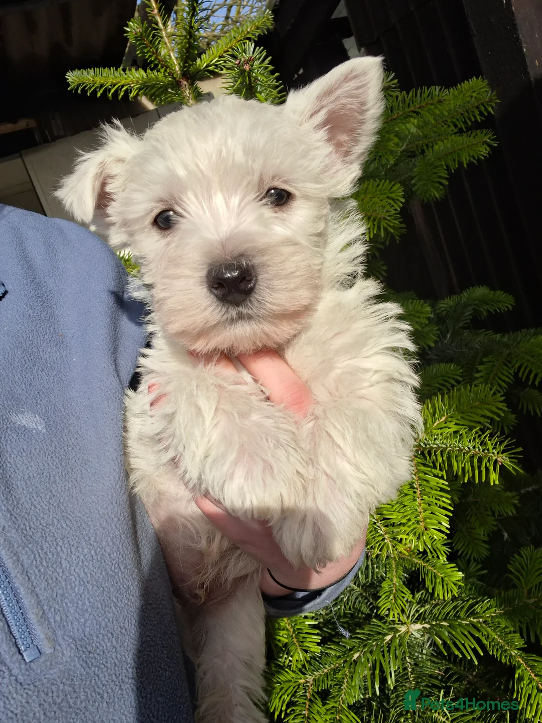 West Highland Terrier dogs for sale: Beautiful westies available - Advert 4