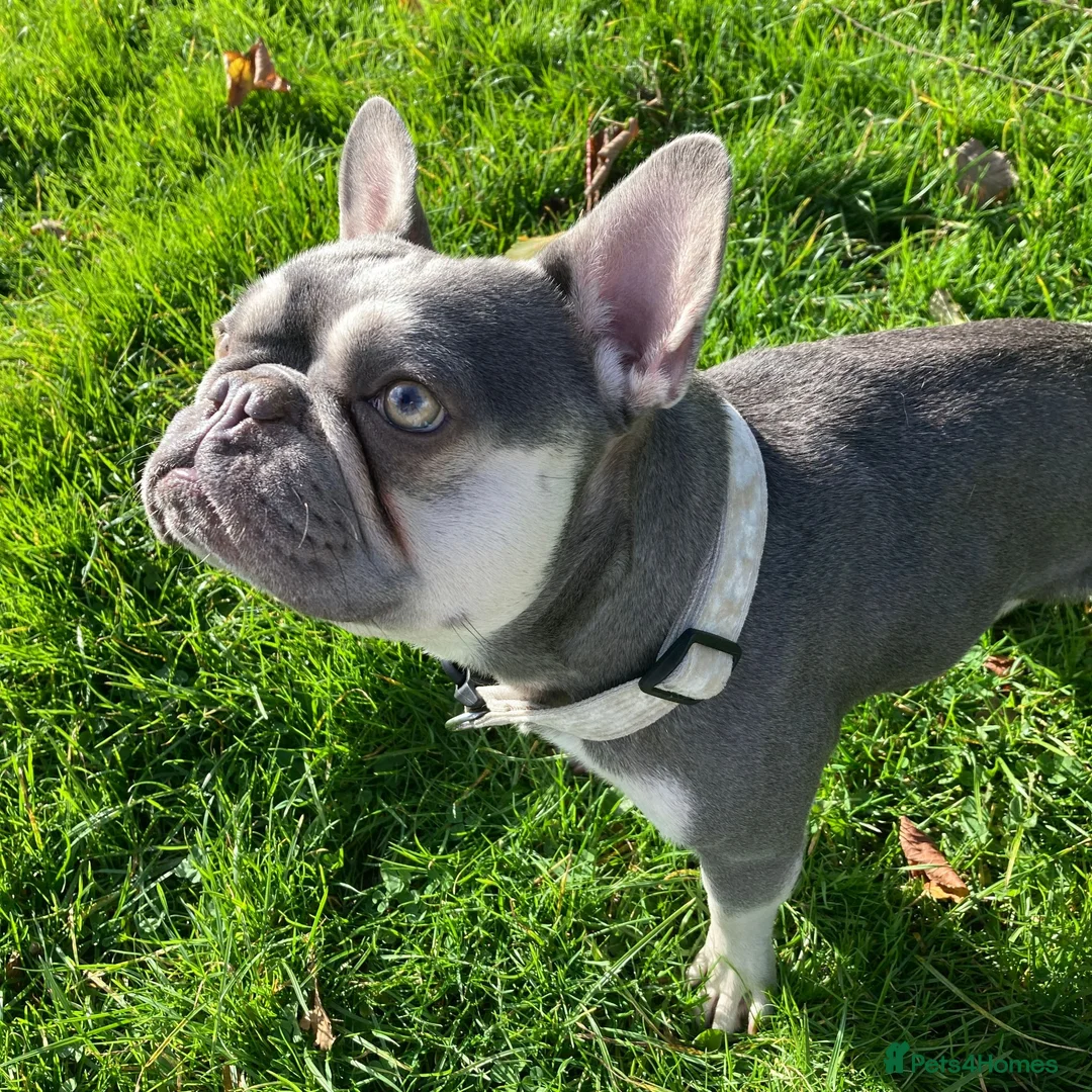 French Bulldog dogs for stud: French Bulldog Zico - Advert 2
