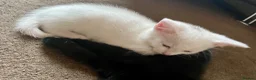 Mixed Breed cats for sale: White/black beautiful kittens - Advert 4