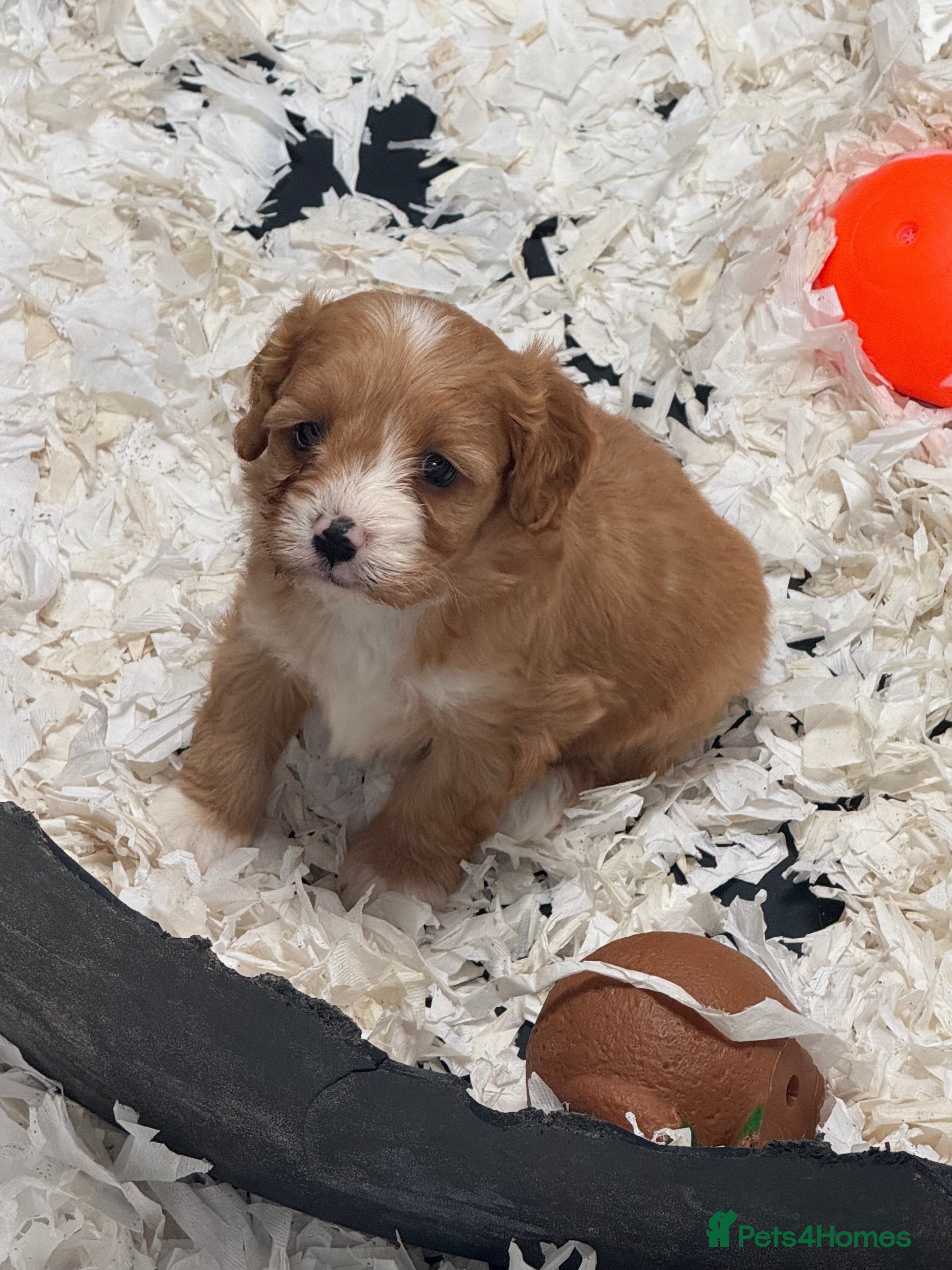 Cavapoo dogs Stunning F1 Cavapoos  - Advert 4