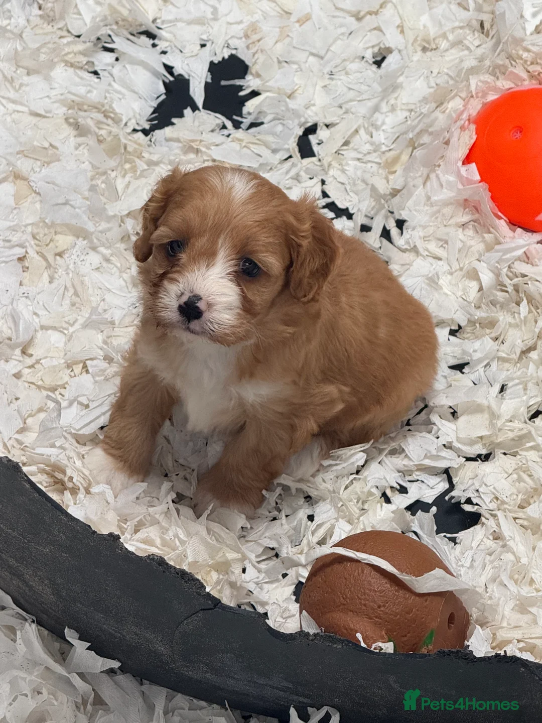 Cavapoo dogs for sale: Ready Now Stunning F1 Cavapoos  - Advert 14