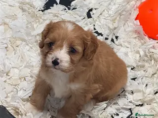 Cavapoo dogs Stunning F1 Cavapoos - Advert 4