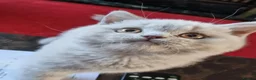 British Shorthair cats for sale: Lilac British shorthair boy.  - Advert 9