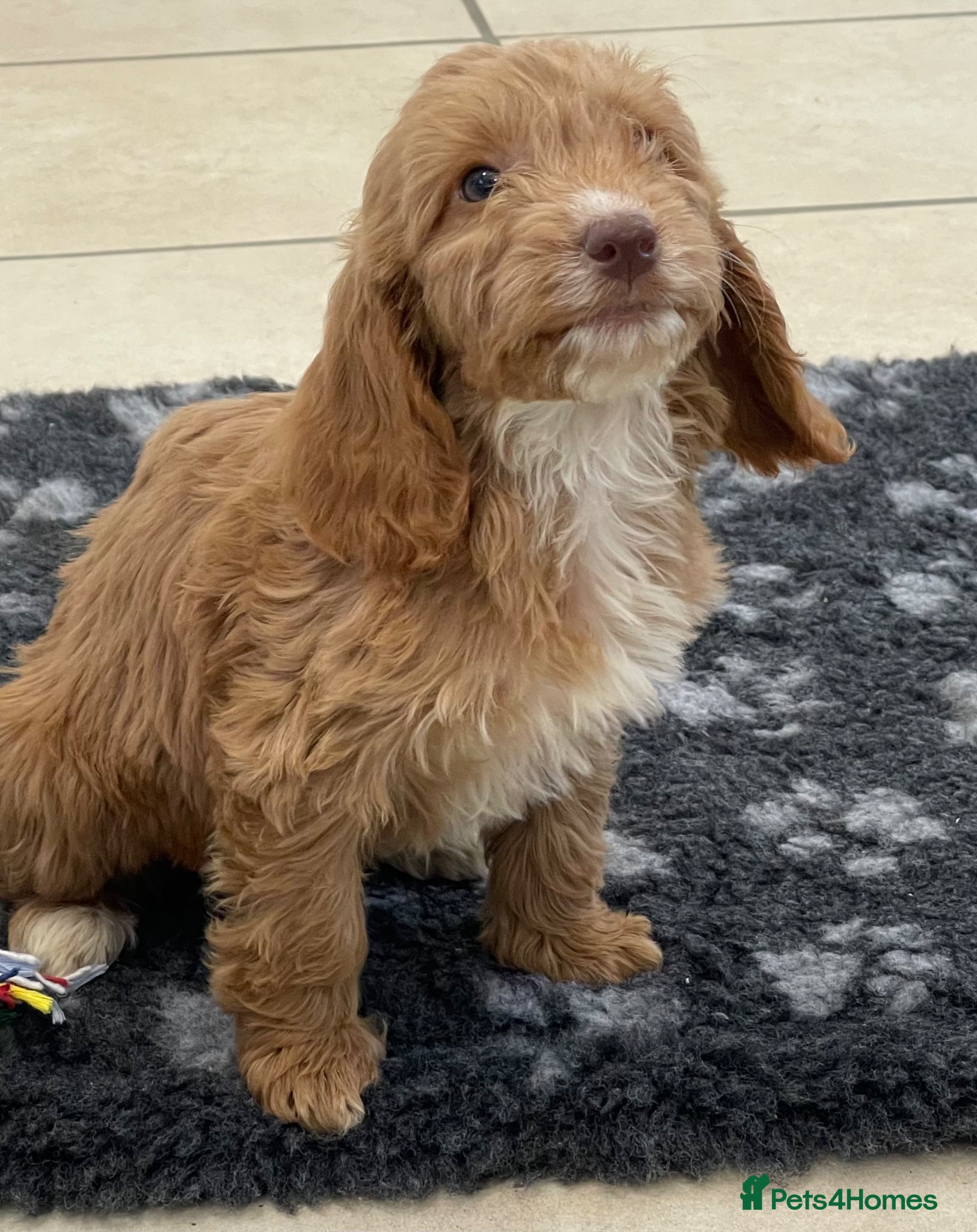 Cockapoo dogs Beautiful F1 cockerpoo pups NOW READY - Advert 1