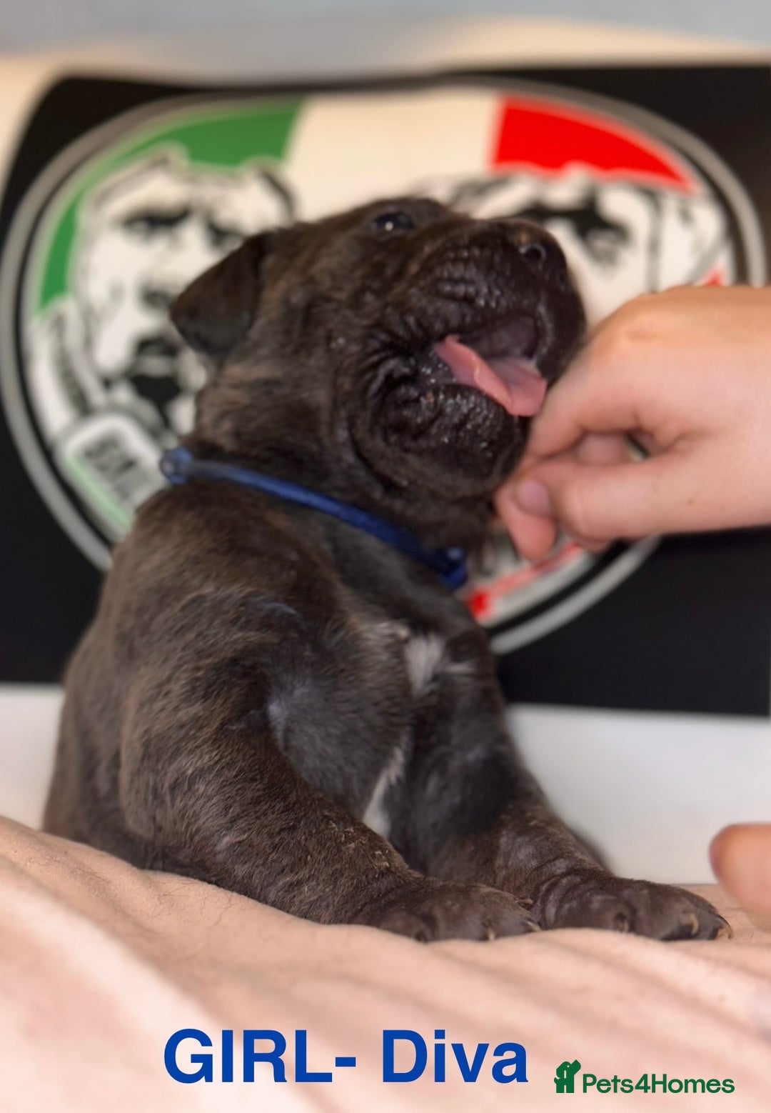 Cane Corso dogs for sale: Cane corso IKC/FCI  - Advert 10