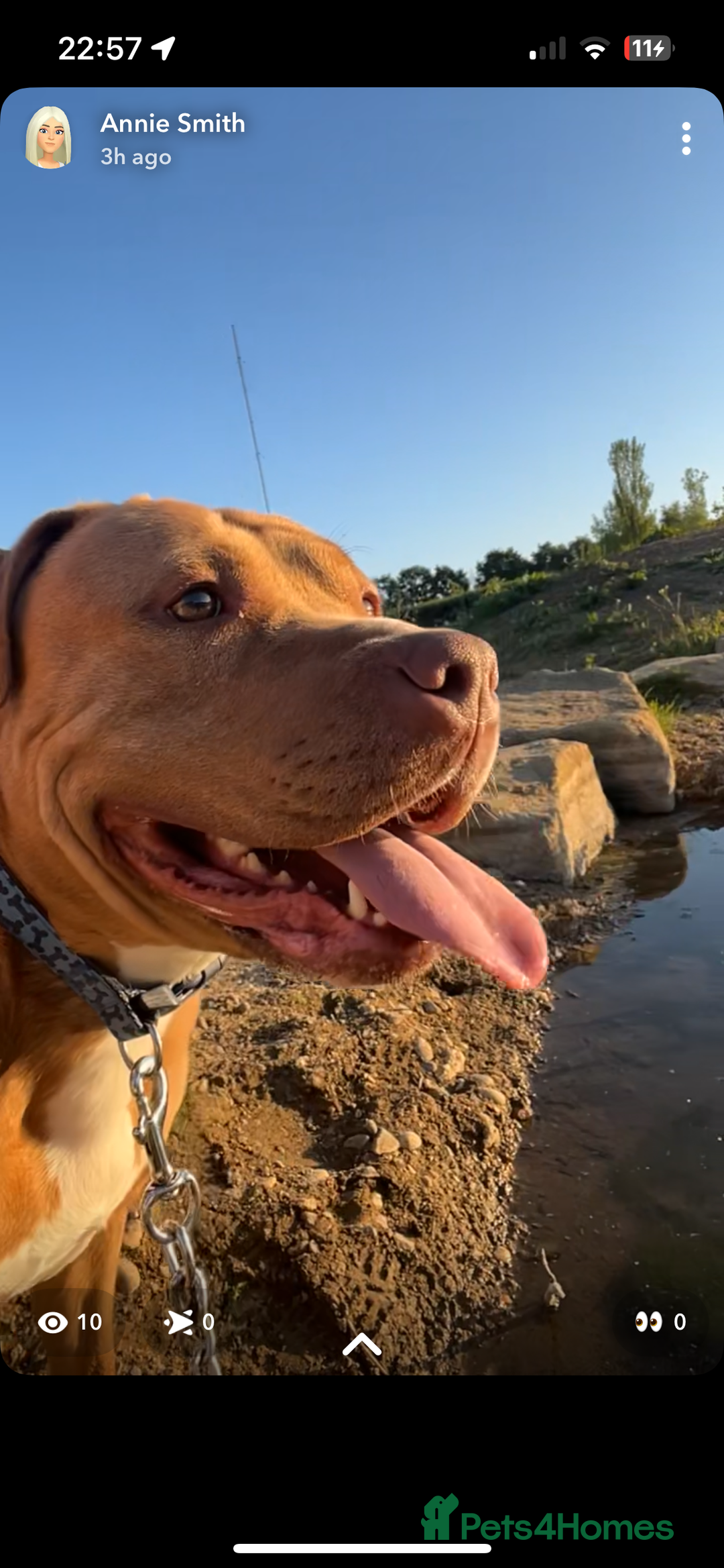 Mixed Breed dogs for sale: Mastiff cross  - Image 1
