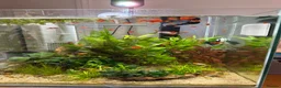 Platies fish for sale: Platy Adolescents  - Advert 3