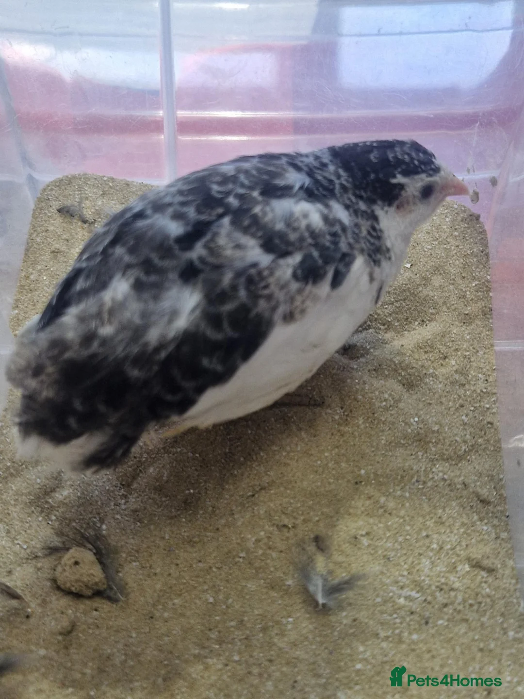 Quail poultry for sale: Male button quails, mixed ages in Bicester - Advert 1