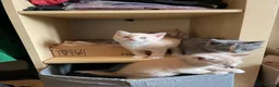 Mixed Breed cats for sale: 6 Cream brothers and one gray tortie girl for sale - Advert 9