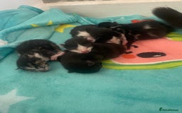 Mixed Breed cats for sale: Kittens  - Image 5