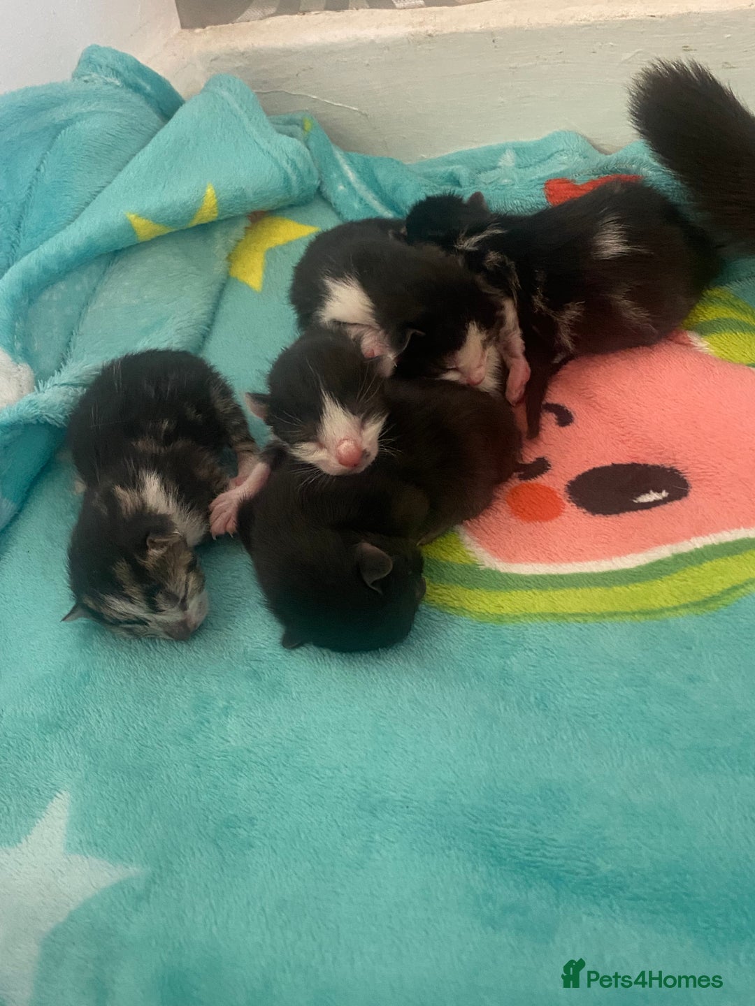 Mixed Breed cats for sale: Kittens  - Image 5
