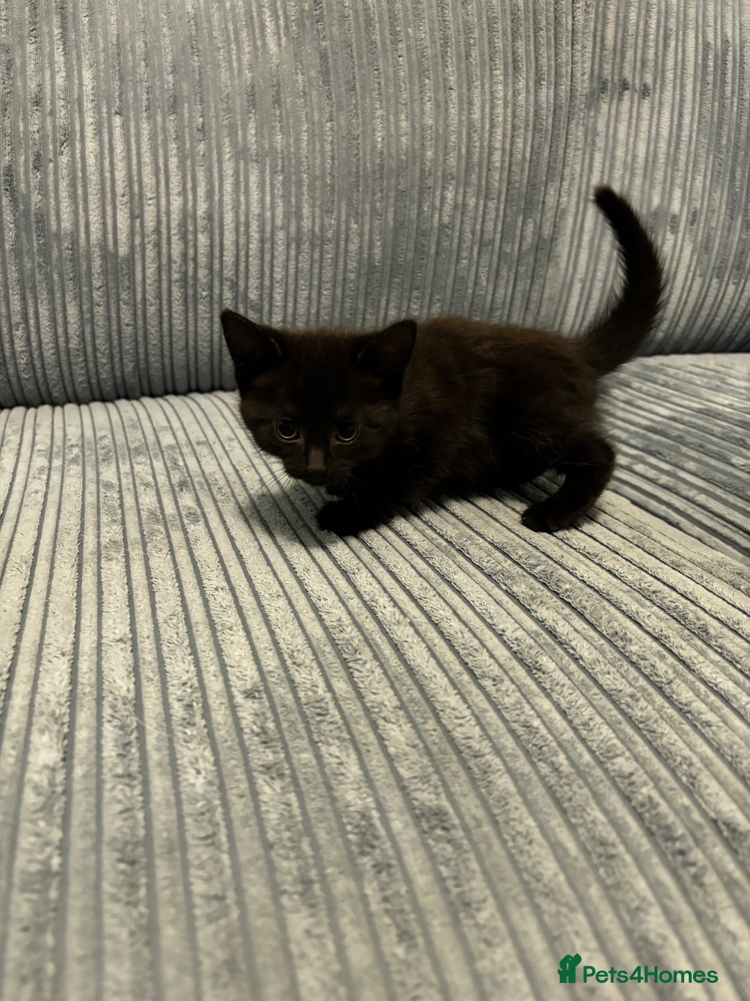 Mixed Breed cats for sale: Adorable Kittens for Sale - Advert 17