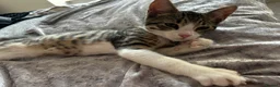 Mixed Breed cats for sale: Two brother cats  in Tredegar - Advert 6