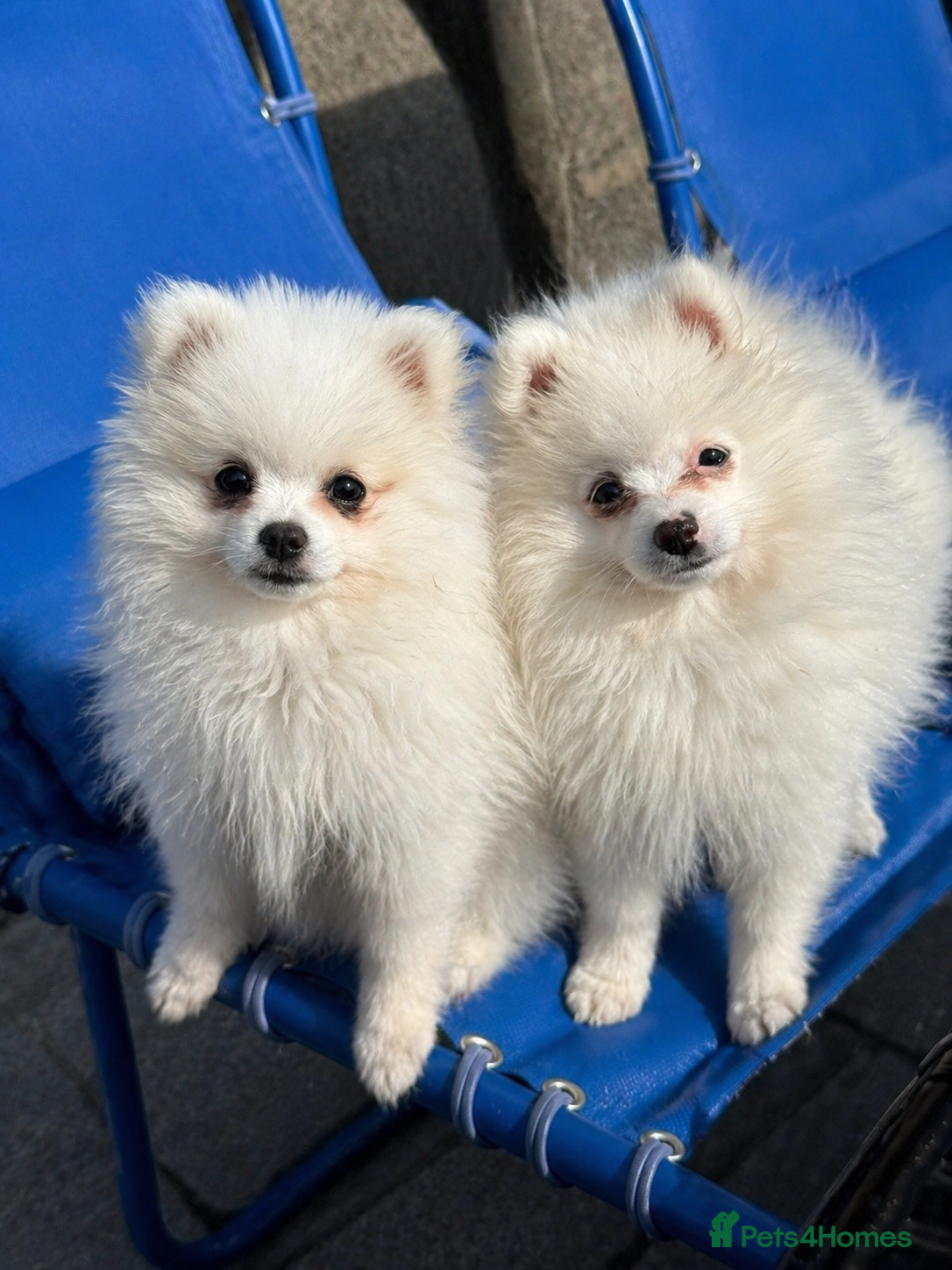 Pomeranian dogs READY TO GO. Kc reg 2 girls. - Advert 11