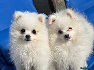Pomeranian dogs READY TO GO. Kc reg 2 girls. - Advert 8