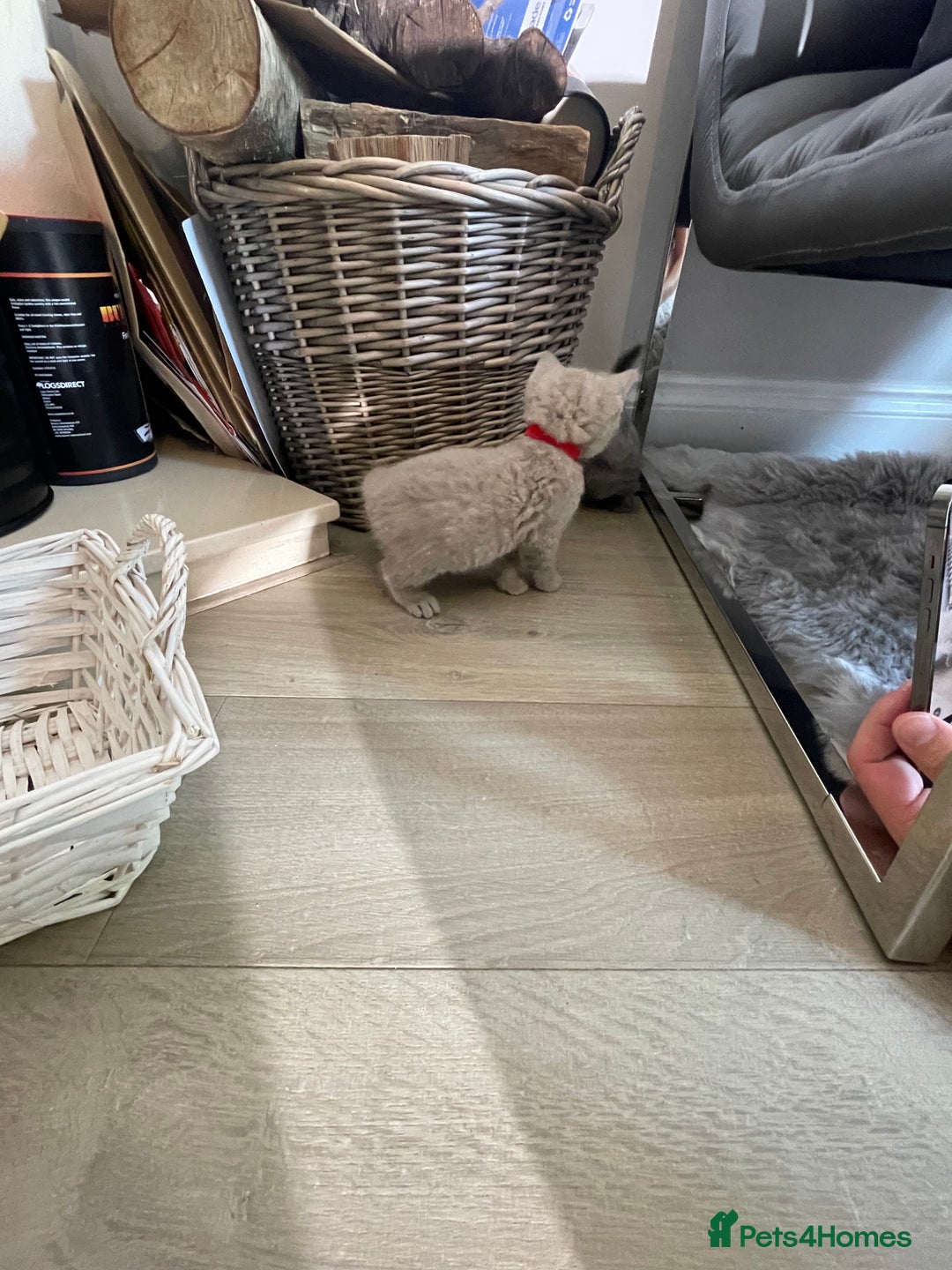 British Shorthair cats for sale: 🏆Grand Champion Sired GCCF BritishShorthair 1left - Image 19