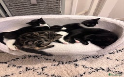 Domestic Shorthair cats for sale: 2 female Kittens - Image 5