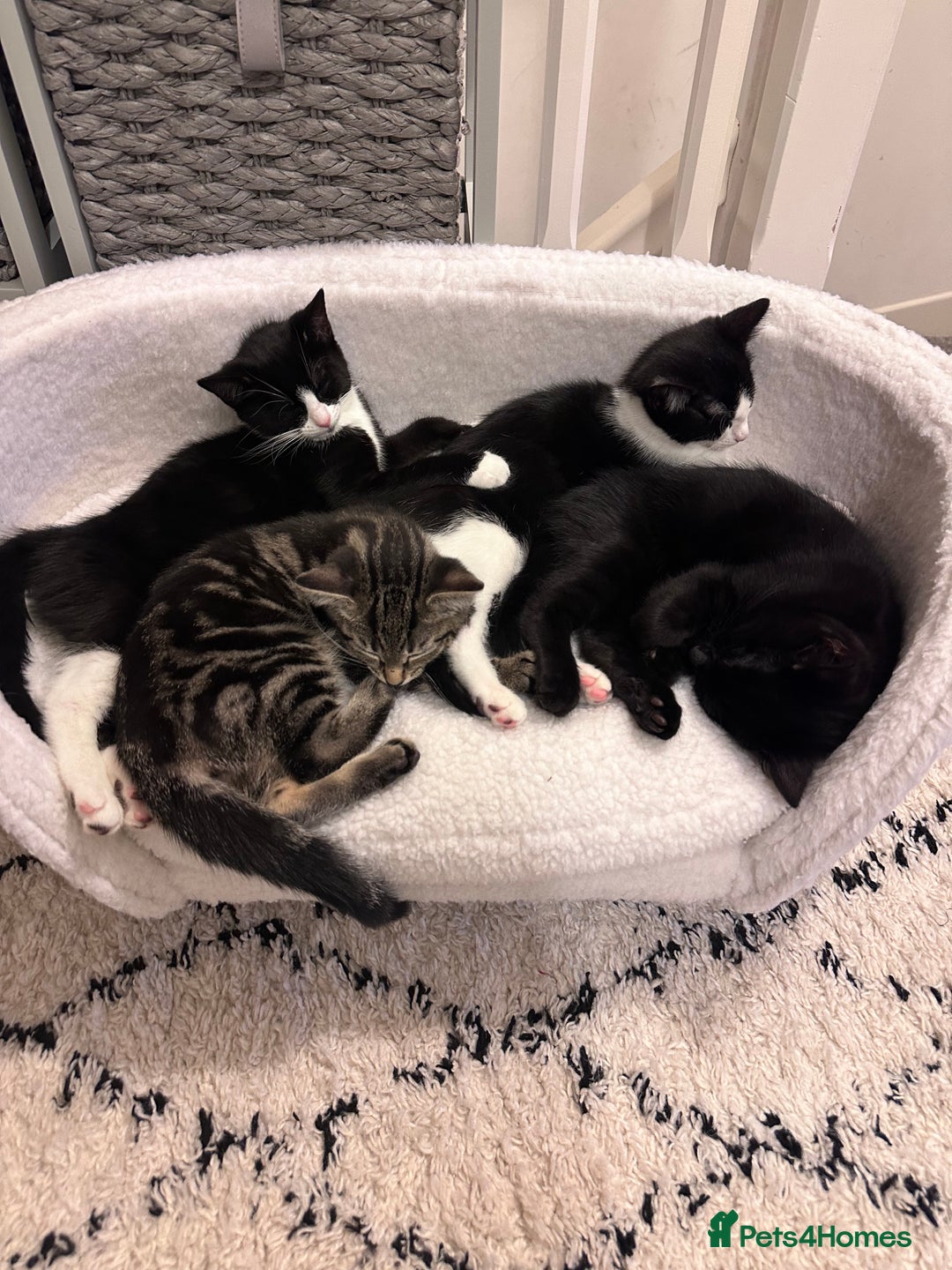Domestic Shorthair cats for sale: 2 female Kittens - Image 5