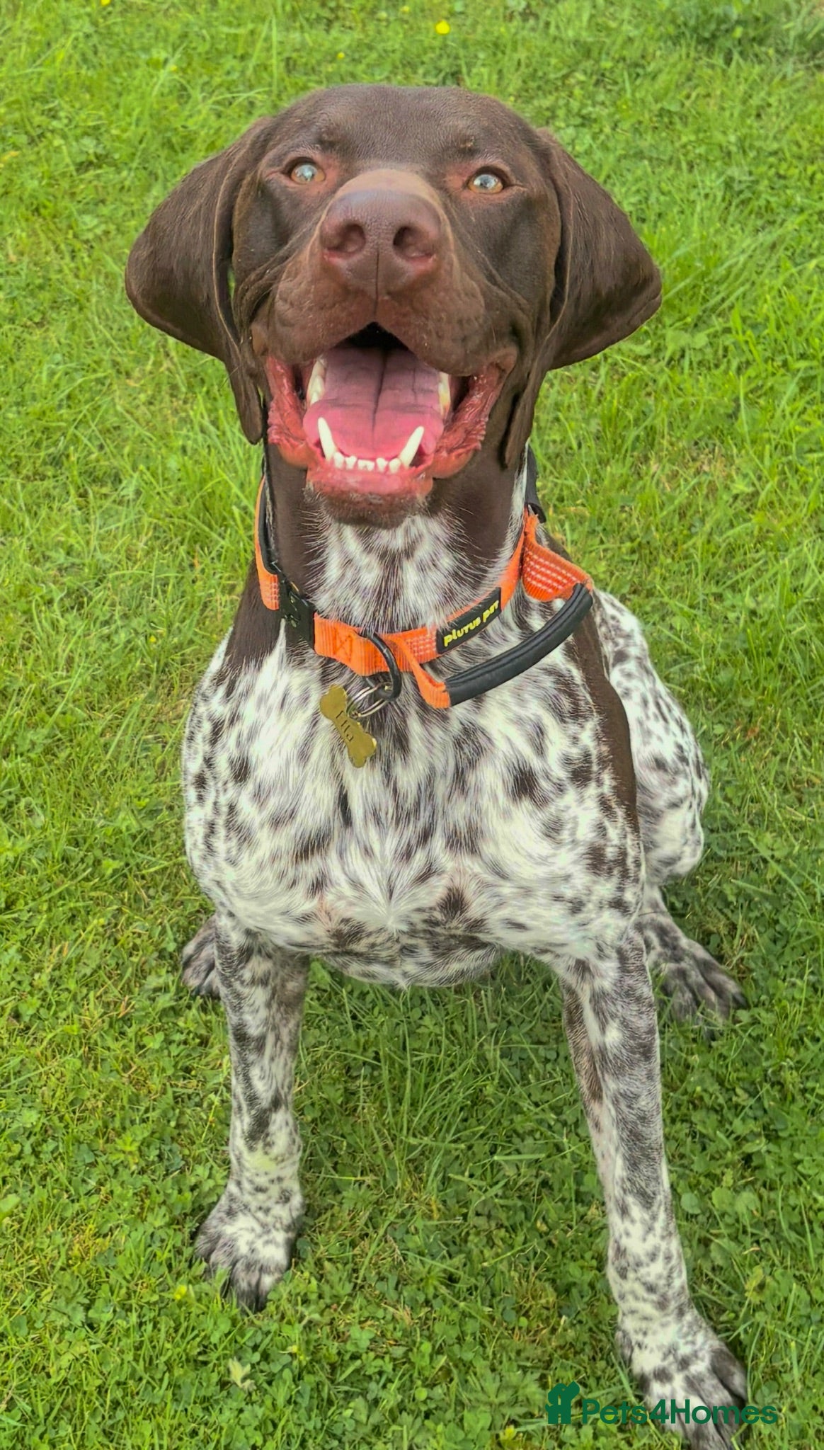 German Shorthaired Pointer dogs 🏆⭐️⭐️Champion bloodlines Proven Stud⭐️⭐️🏆 - Advert 2