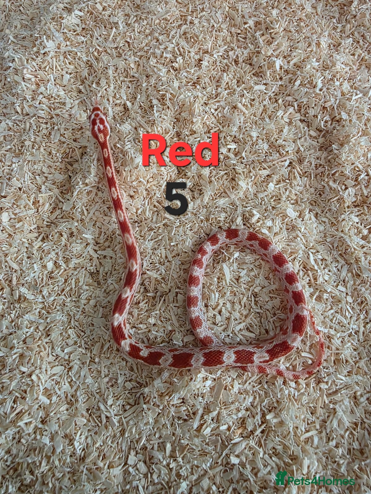 Corn Snake reptiles for sale: Various Cornsnakes avilable  - Advert 10