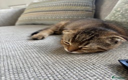 Scottish Fold cats for sale: Gorgeous girl looking for a new home  - Image 2