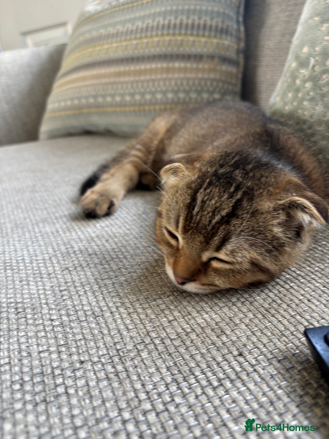 Scottish Fold cats for sale: Gorgeous girl looking for a new home  - Image 2