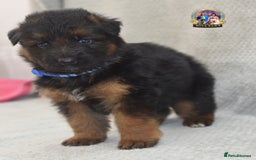 German Shepherd dogs for sale: Germand Shepherd puppies - Image 7
